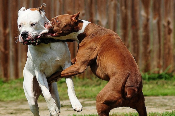 Pitbull_combattimento_TpOggi