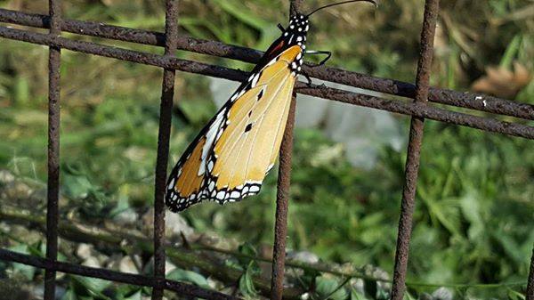 15078507_10207765676527806_6621576002963105143_n